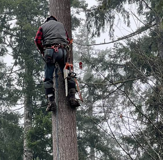 Commercial Tree Service