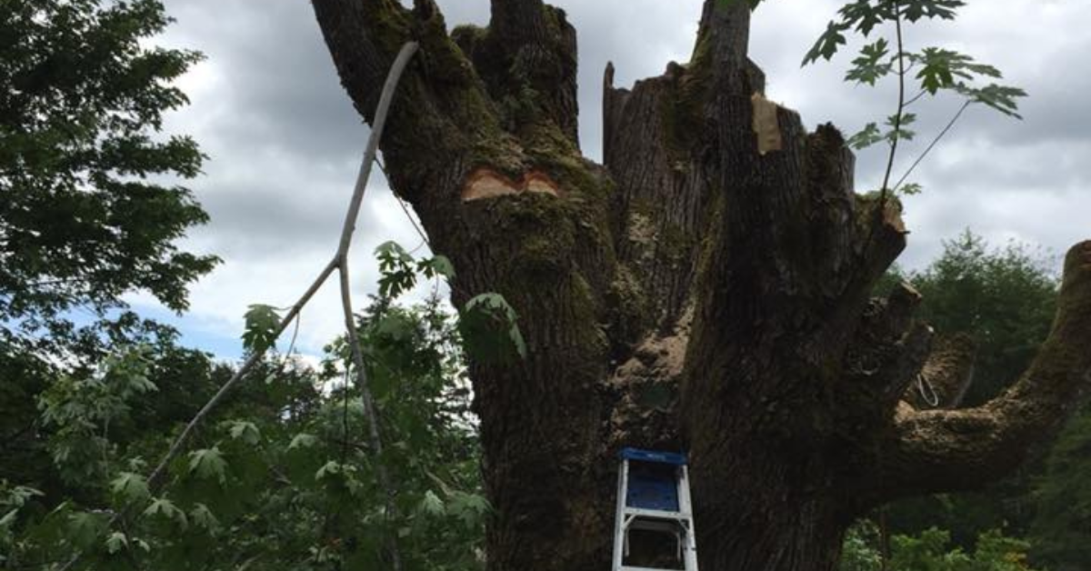 Hazard Tree Removal