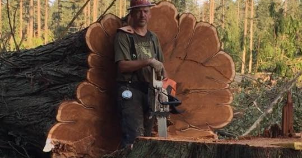 Tree Removal Services Near Me