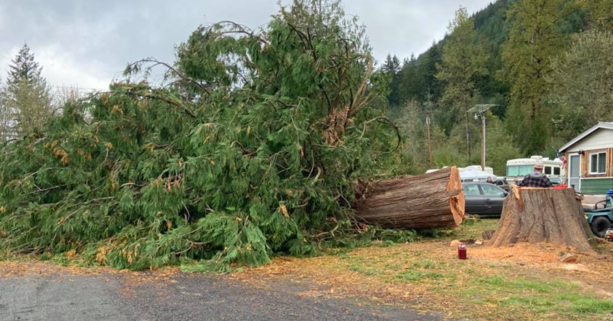 Tree Removal