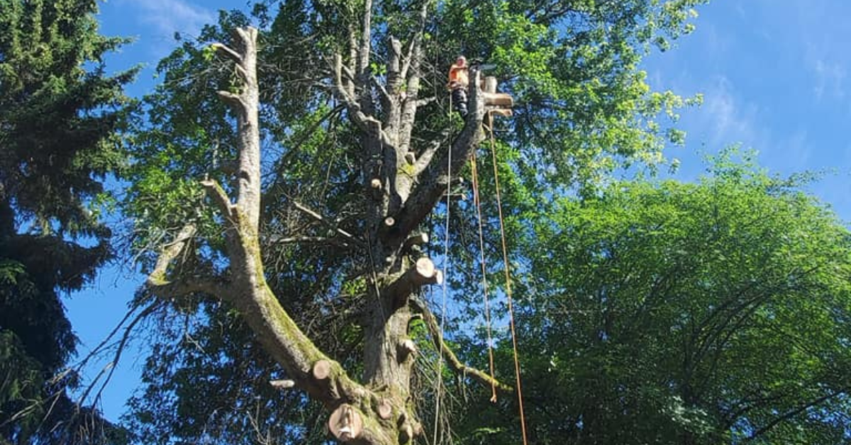 Tree Trimming