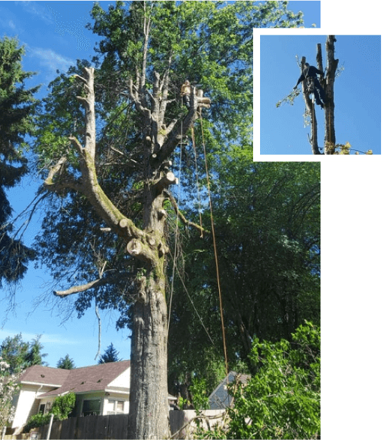 About H & M Tree Service