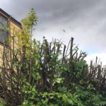 tree trimming service